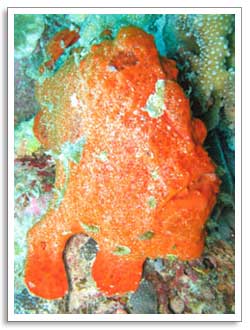 Frog fish ปลากบ