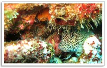 Leopard Blenny