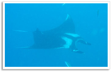 Manta Ray - แมนต้า กระเบนราหู